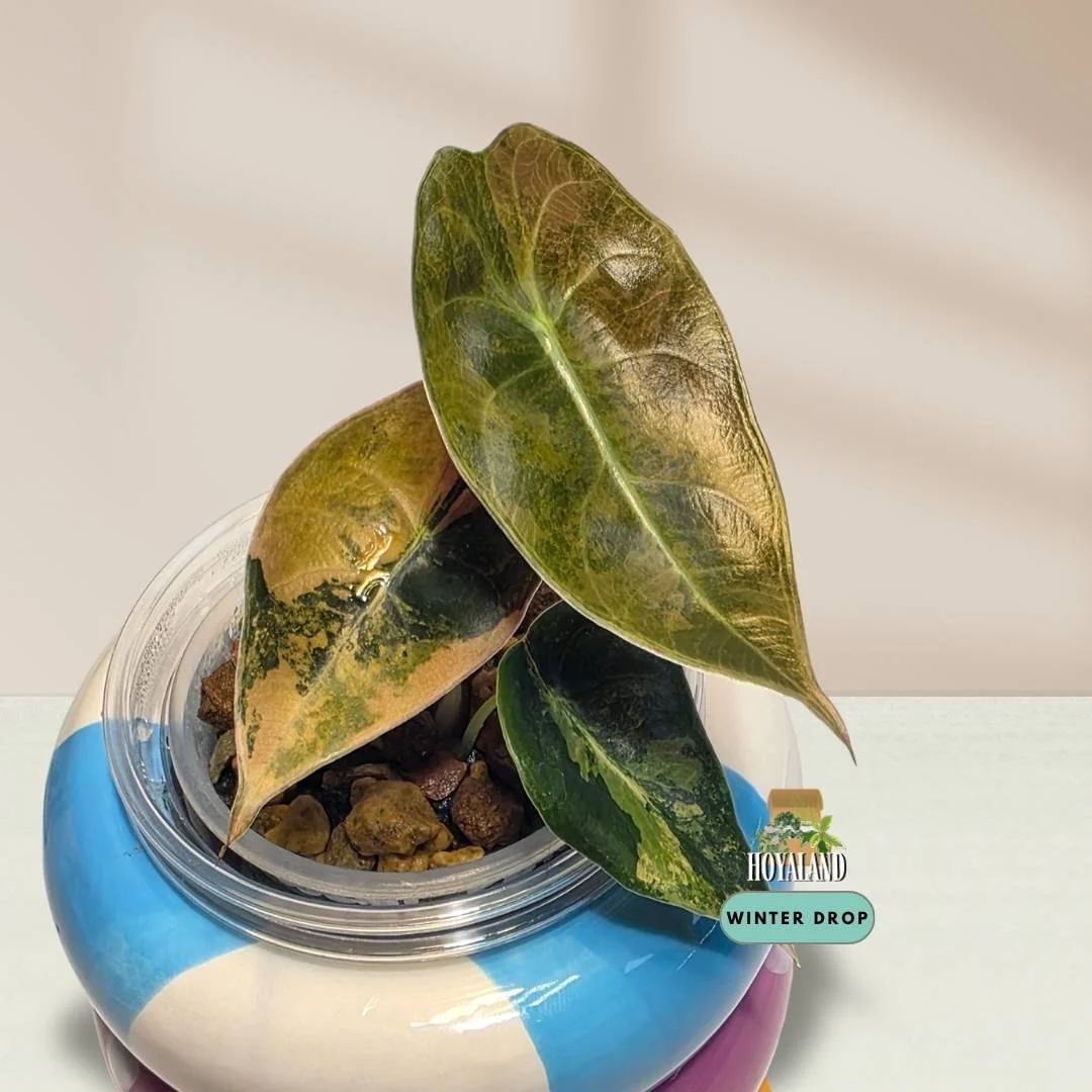 ⛄ Rare Anthurium (SKG Red Crystallinum) (ZaraxMichelle ) | Clonal